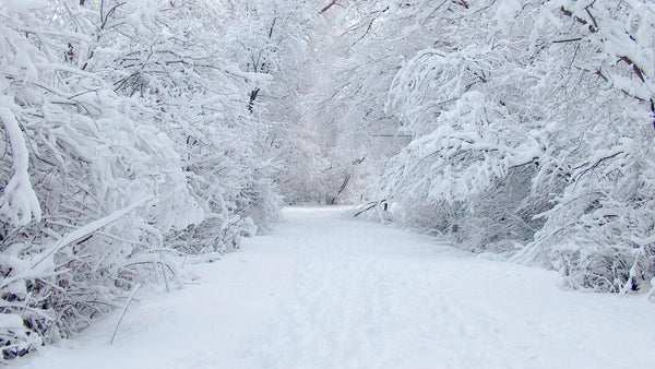 A forest road completed covered in snow